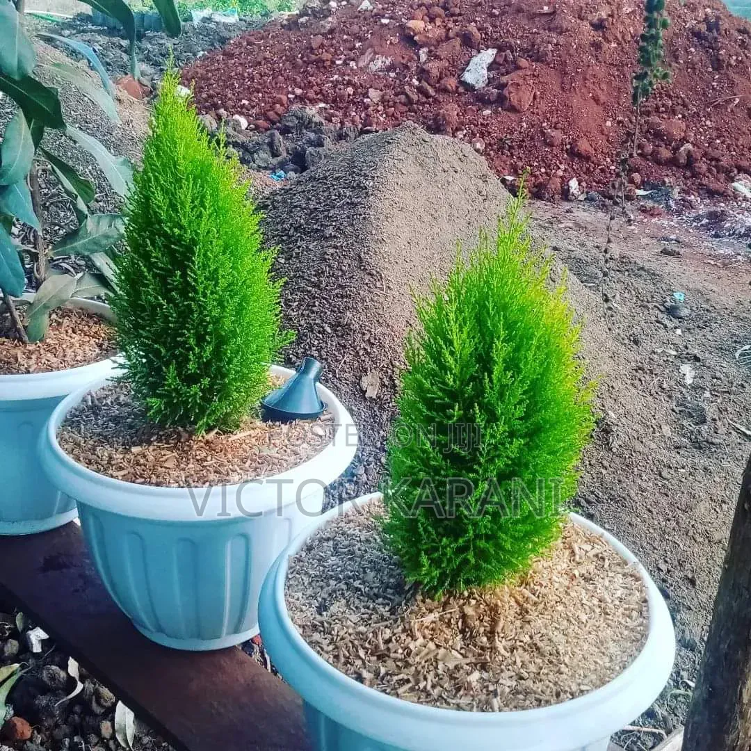 Potted Ornamental Plant