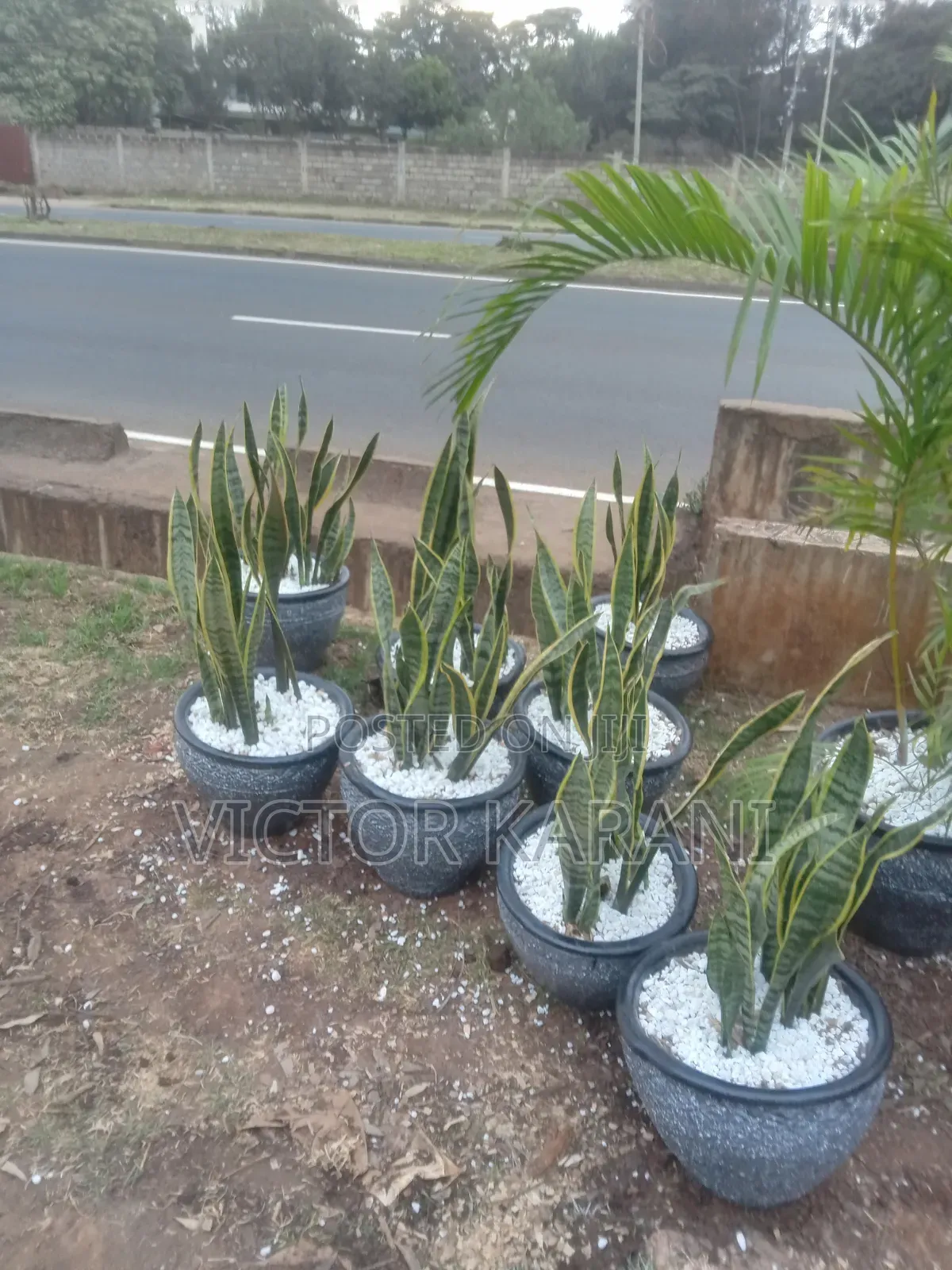 Potted Snake Plant