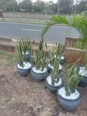 Potted Snake Plant
