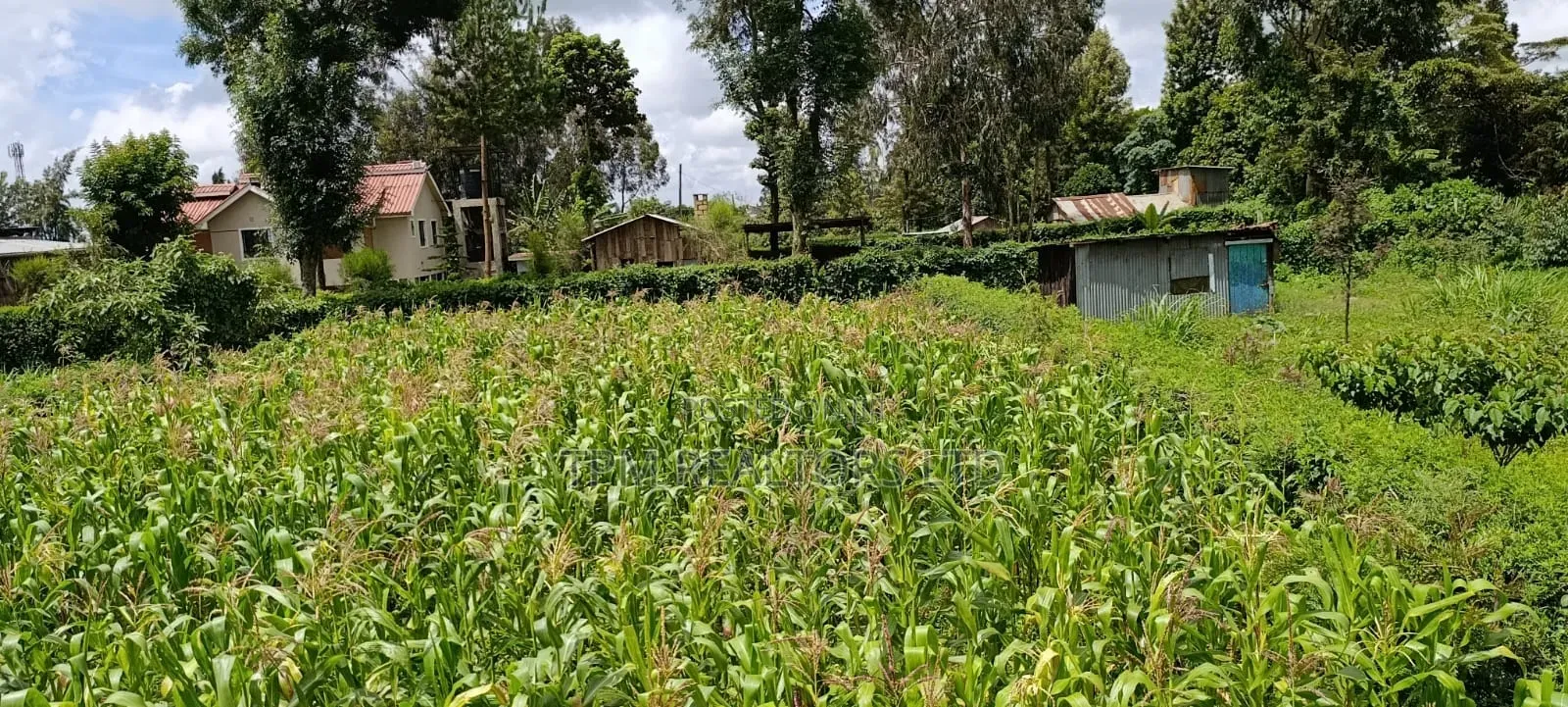 T-Plot in Thigio Kikuyu