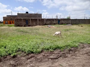 Juja Mastoo 50x100