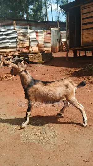 4 Months German Alpine Bucks for Sale