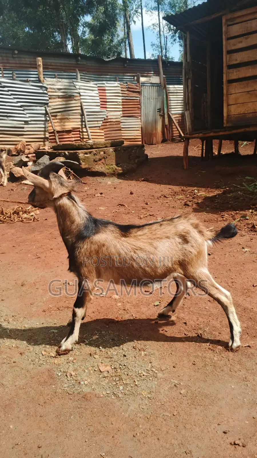4 Months German Alpine Bucks for Sale
