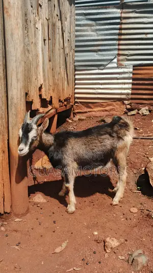4 Months German Alpine Bucks for Sale
