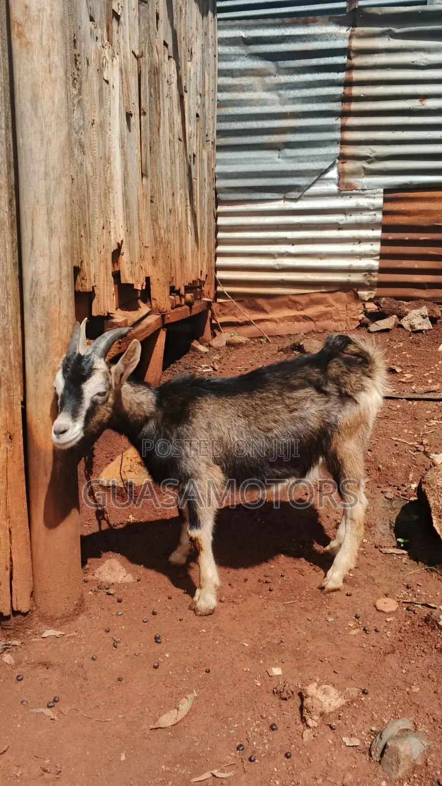 4 Months German Alpine Bucks for Sale