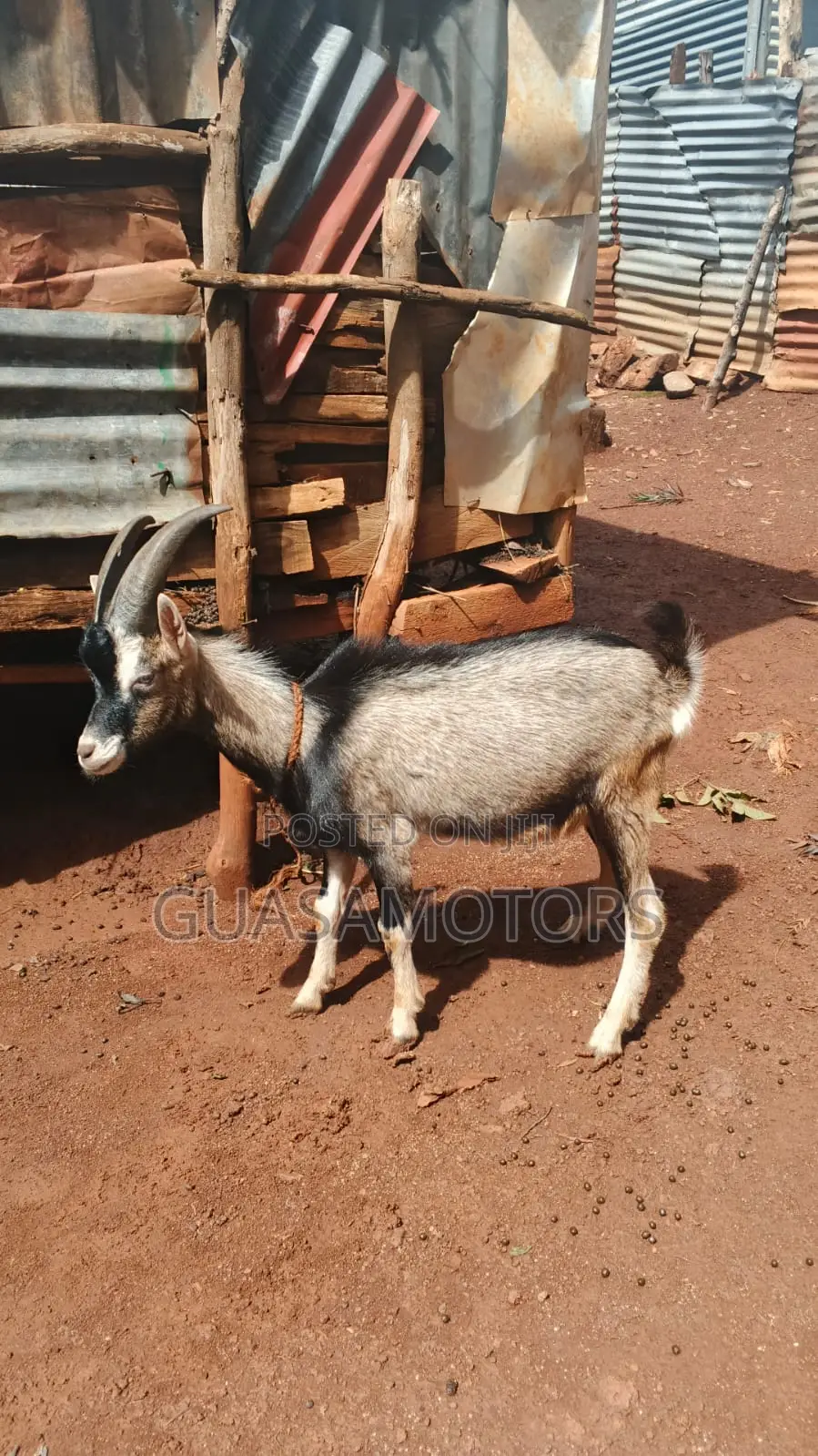 4 Months German Alpine Bucks for Sale