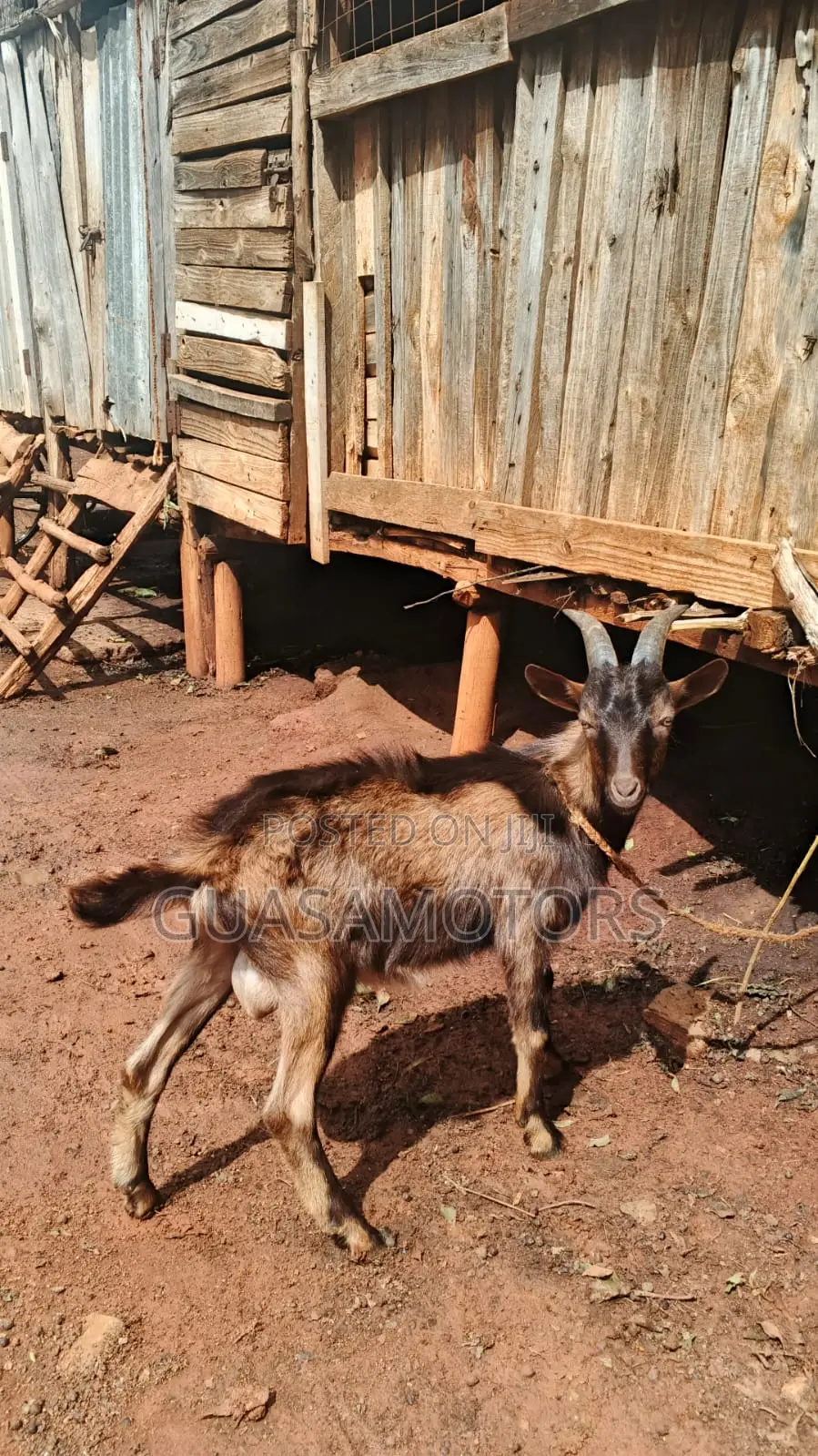 4 Months German Alpine Bucks for Sale