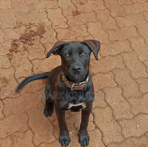 3-6 months Male Purebred Labrador Retriever