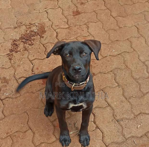 3-6 months Male Purebred Labrador Retriever - main view