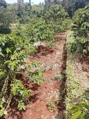 Kangocho, Karatina,Nyeri - 2 Acres Coffee Farm