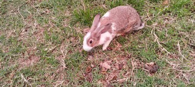 Rabbit on Sale - main view