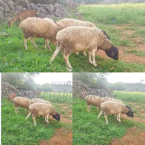 For Breeding Only
