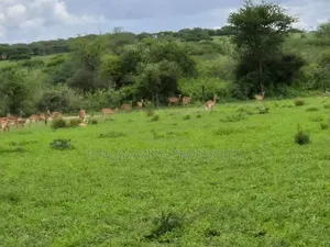 Functional Ranch of 540 Acres for Sale in Bisil Kajiado With Airstrip