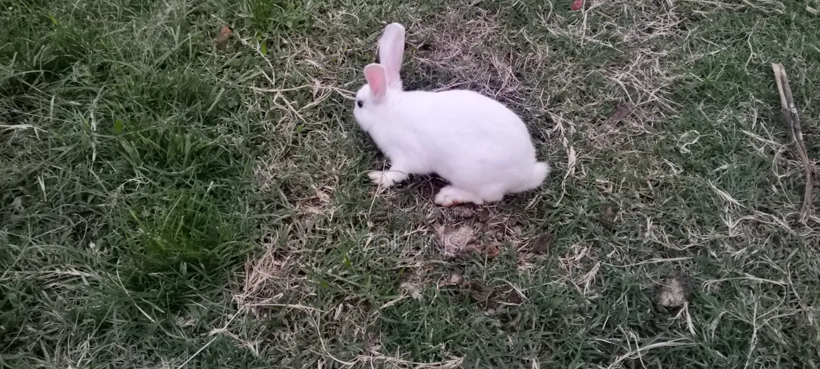 Masia Rabbit Farm