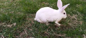 Masia Rabbit Farm