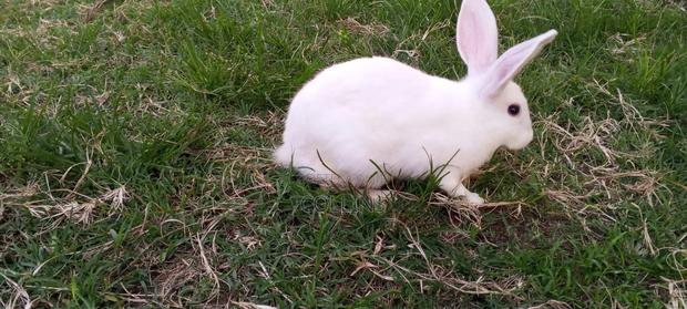 Masia Rabbit Farm - thumbnail 2