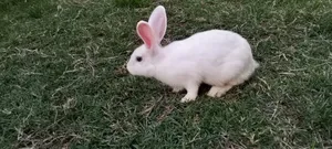 Masia Rabbit Farm
