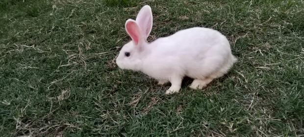 Masia Rabbit Farm - thumbnail 3