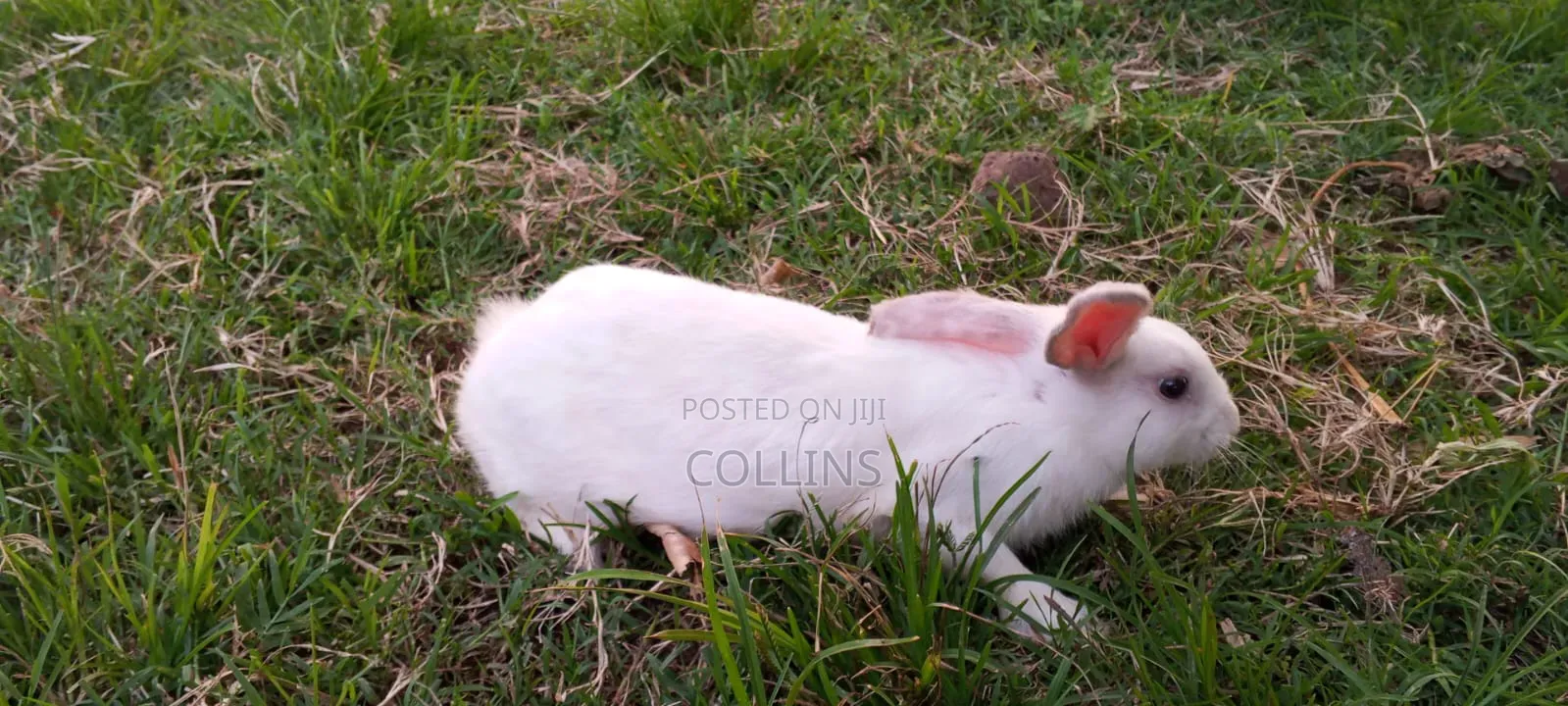 Masia Rabbit Farm