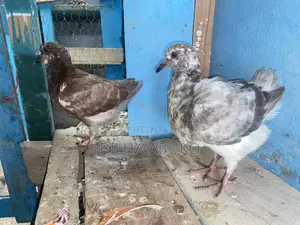 Upcoming King Pair