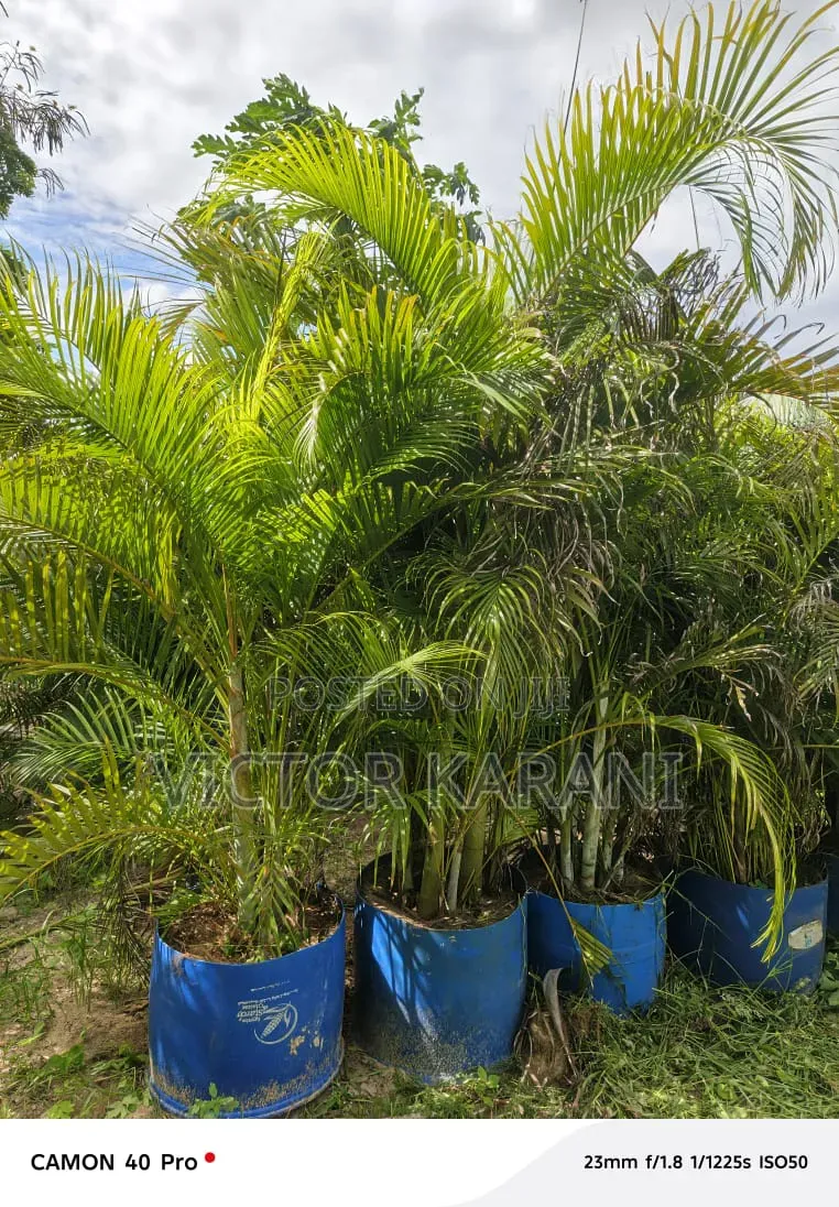 Golden Palm