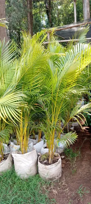 Golden Palm