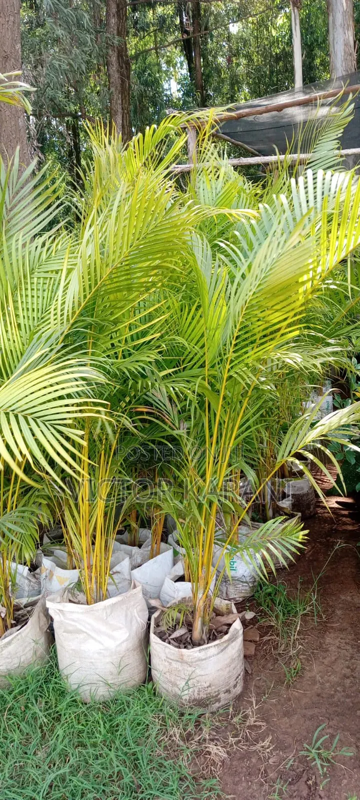 Golden Palm