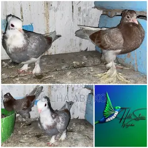 Shortbeak Pair