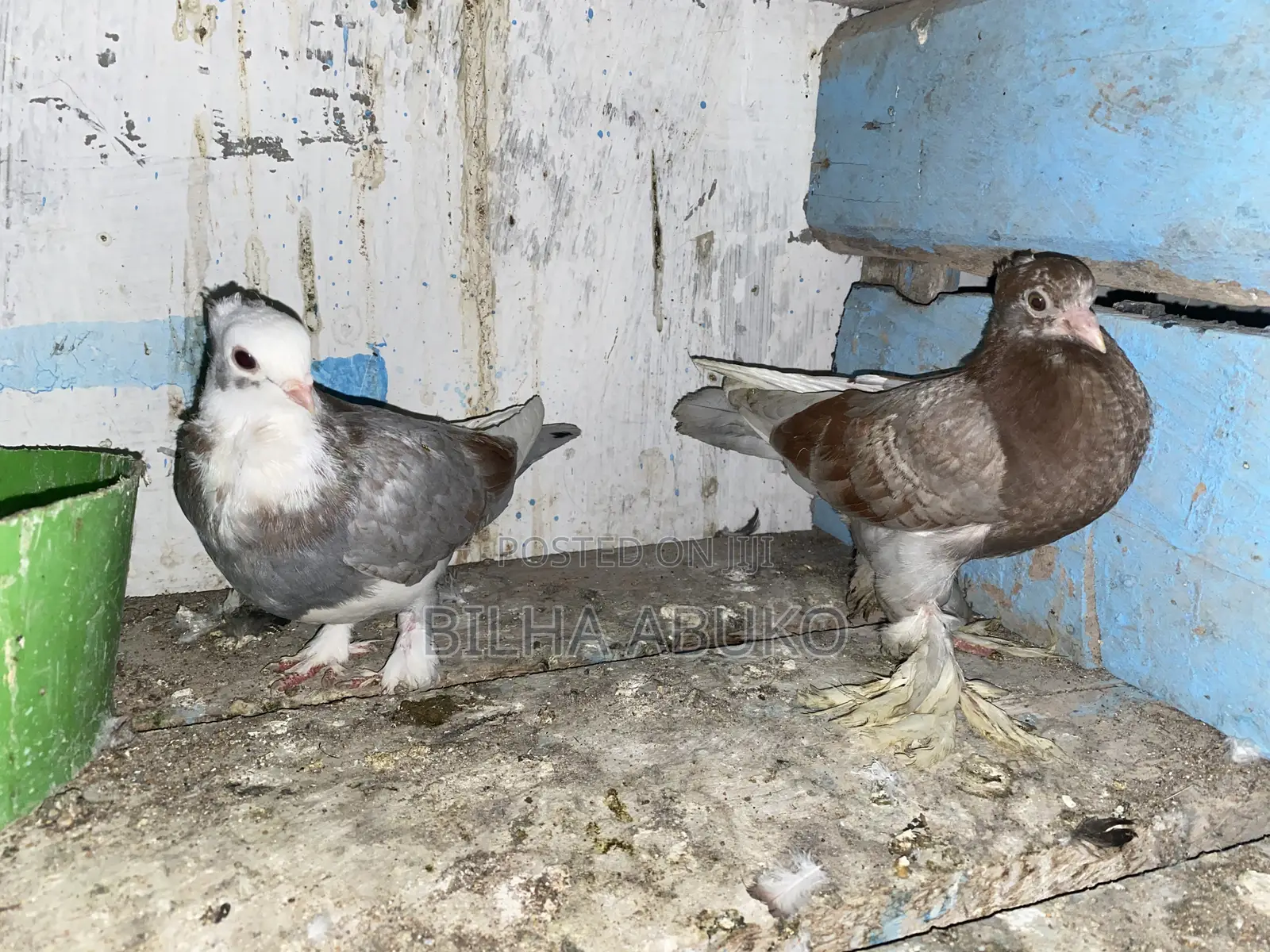 Shortbeak Pair