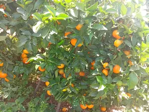 Pixes Fruits
