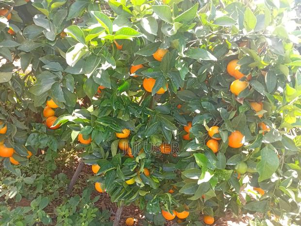 Pixes Fruits