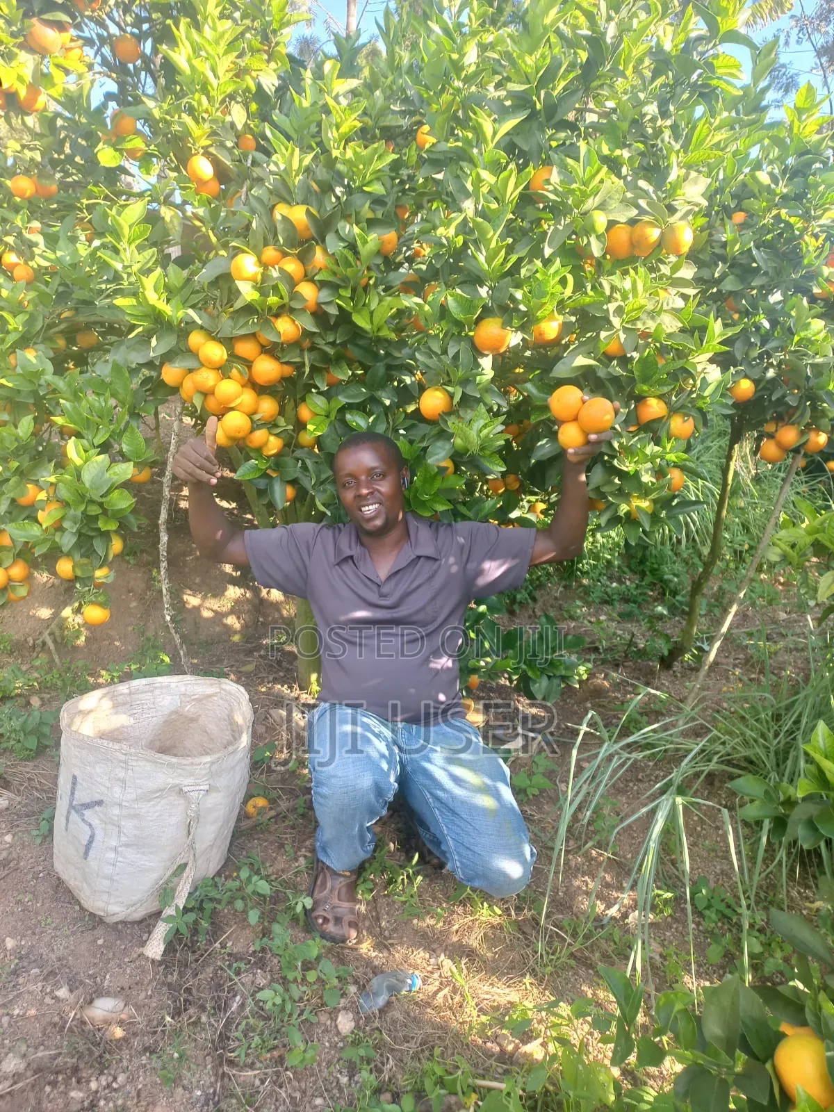 Pixes Fruits