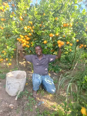 Pixes Fruits