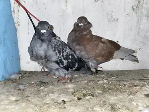 Brown Chinese Pair