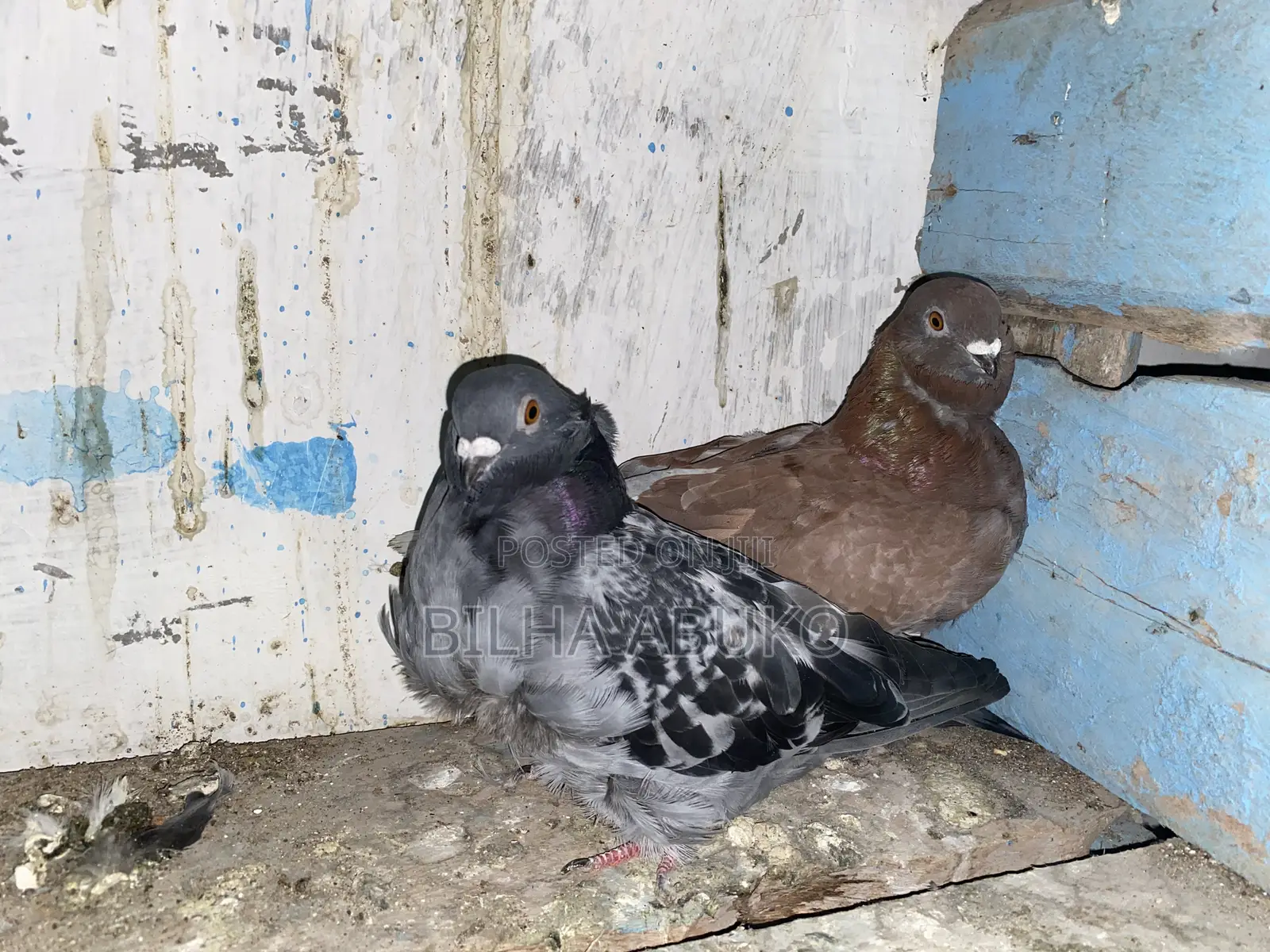 Brown Chinese Pair