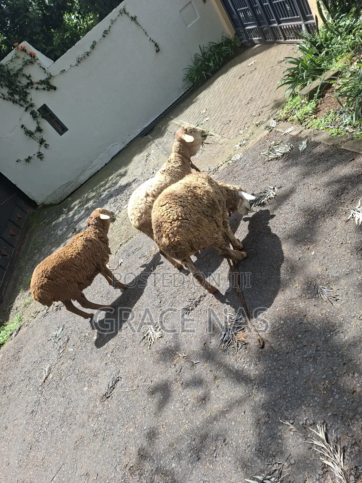 Sheep for Meat