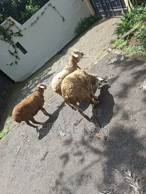 Sheep for Meat