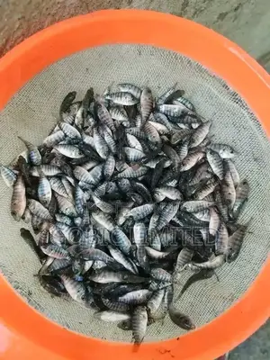 Healthy Fish Fingerlings for Quality Harvest