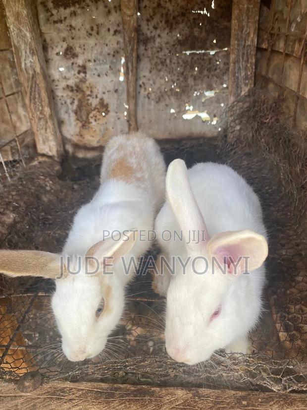 Rabbits for Sale (Meat or Alive)