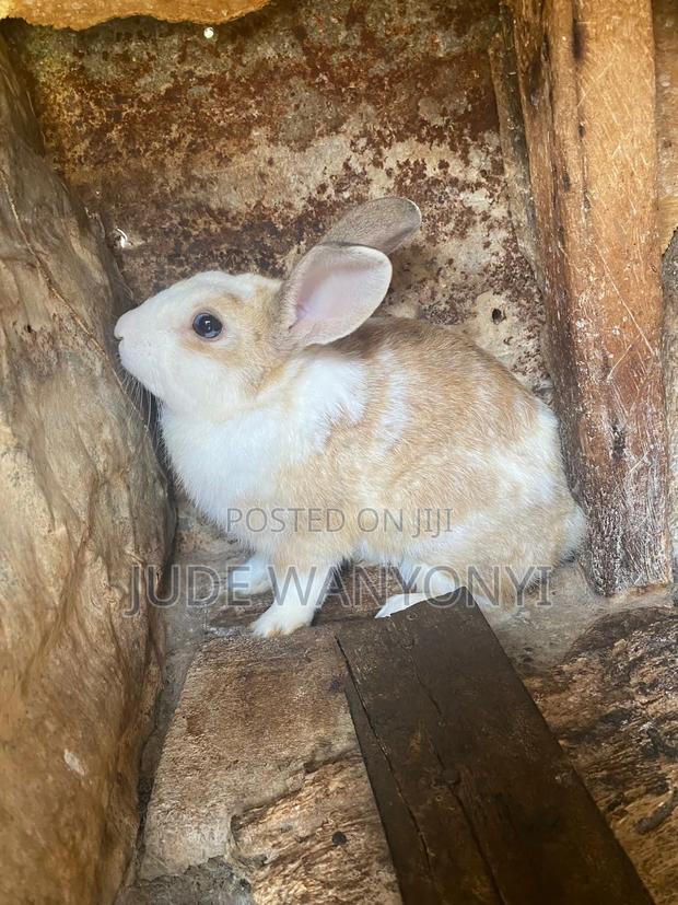 Rabbits for Sale (Meat or Alive) - thumbnail 2