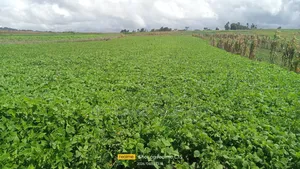 2.5acres Amboni Mweiga.