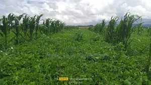 3.5 Acres Amboni Mweiga Nyeri County.