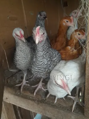 Chicks for Sell