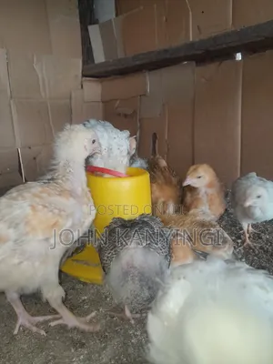3 Weeks Old Chiks