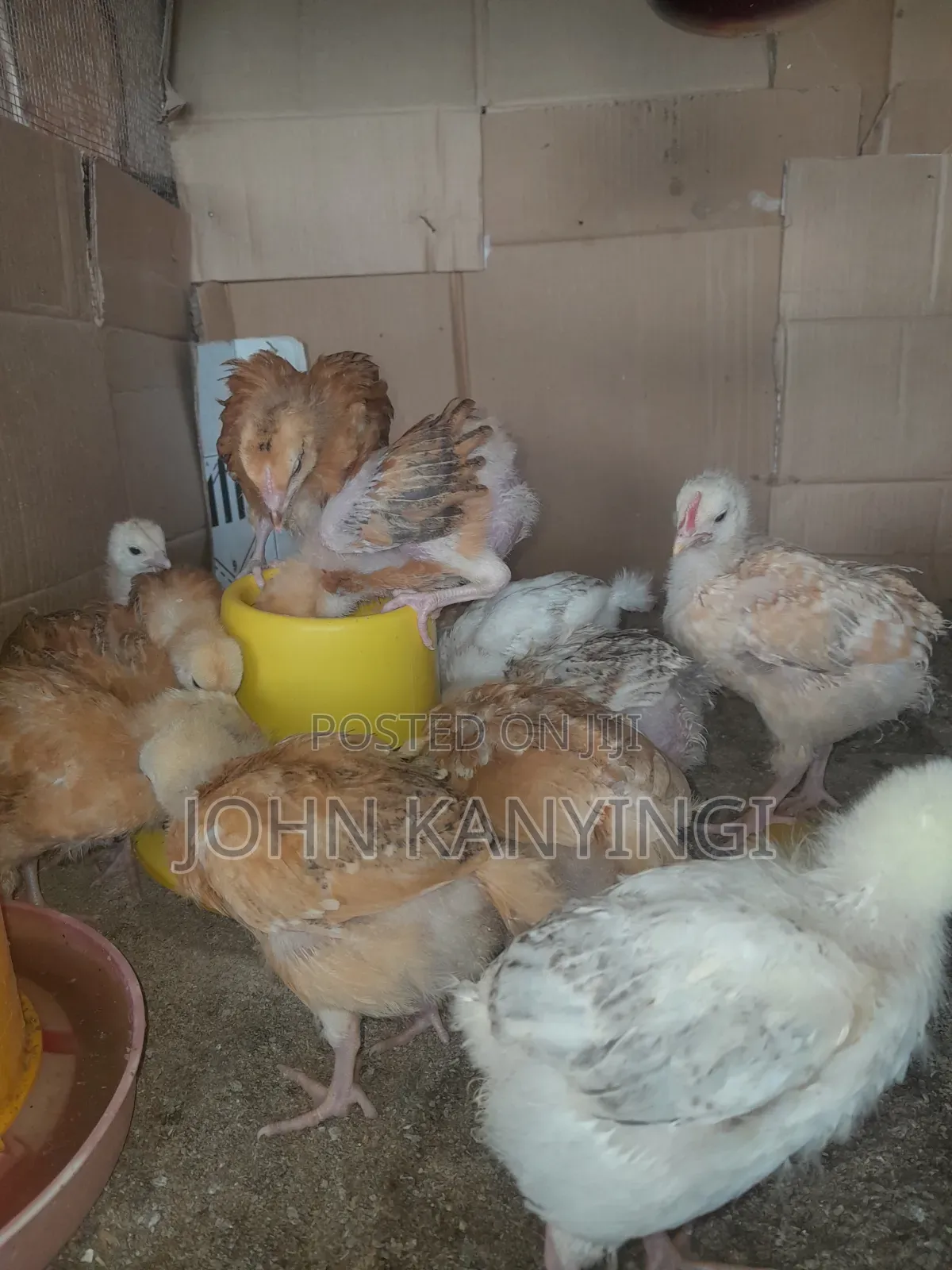 3 Weeks Old Chiks