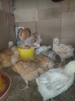 3 Weeks Old Chiks