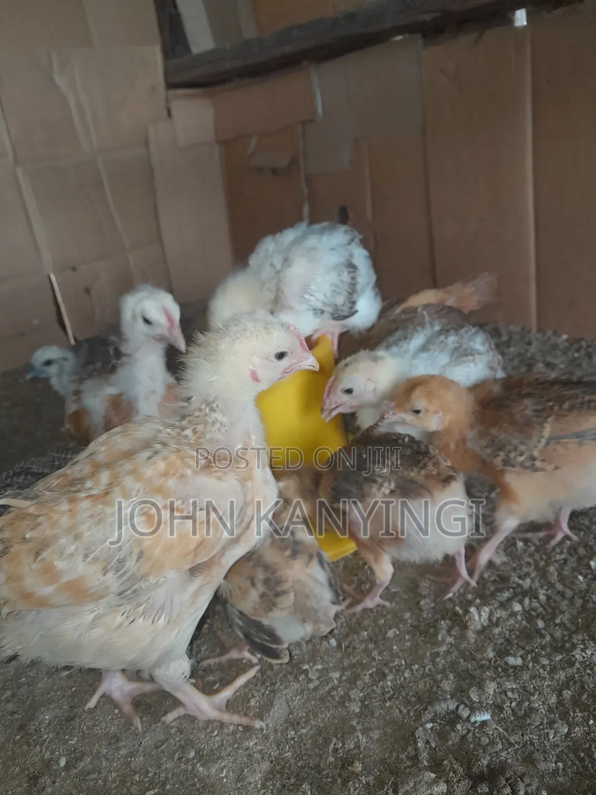 3 Weeks Old Chiks