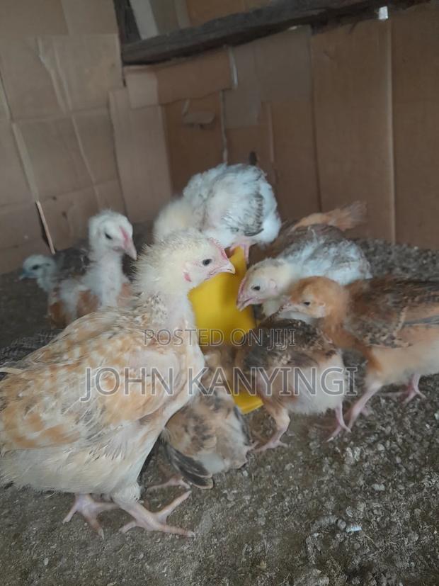Chicks for Sell - thumbnail 4
