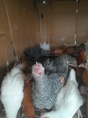 3 Weeks Old Chiks