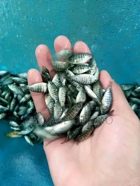 Mixed Sex Fish Fingerlings on Sale